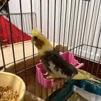 عروس  هلندی|پرنده|کلاچای, |دیوار