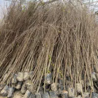 درخت نهال میوه انار|گل و گیاه طبیعی|محلات, |دیوار