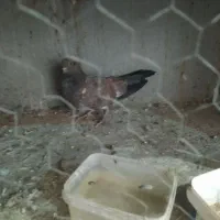 کبوتر کله ای|پرنده|ایذه, |دیوار