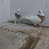 طوقی|پرنده|قم, میدان نو|دیوار