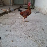 گمشده ها خروس