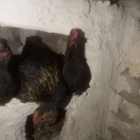 مرغ پاکوتا|پرنده|چالدران, |دیوار