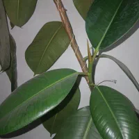 حراج گل آپارتمانی فیکوس آفریقایی برگ پهن سرحال