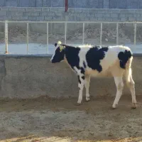 گوساله قطع شیر|حیوانات مزرعه|شیدا, |دیوار