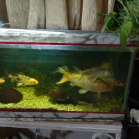 اکواریوم ماهی|ماهی|فولادشهر, A3|دیوار