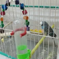 مرغ عشق همراه با قفس و تاب