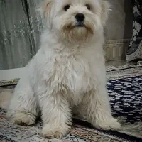 واگذاری سگ نژاد مالتیز