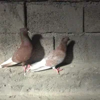 جفت دم سفید دم تخم|پرنده|بیرجند, |دیوار