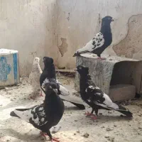 چندتا بهبونه ایی|پرنده|شیراز, احمدی جنوبی|دیوار