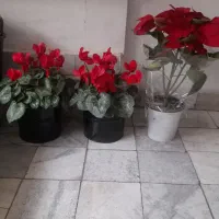 گل برای روز مادر