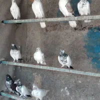 ۱۰ عدد کبوتر کار داده کفتر کفتر بازی