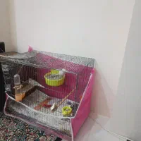 جوجه قناری تعداد بالا معاوضه با ابزار آلات