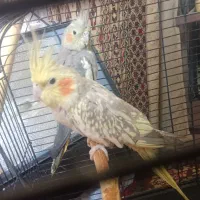 عروس هلندی نرو ماده