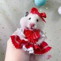 همستر مینیاتوری کمپل سوری بندانگشتی ووسایل بازی|موش و خرگوش|اصفهان, همدانیان|دیوار