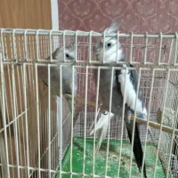 عروس البینو وایت فیس کارداده|پرنده|مشهد, حسابی جنوبی (شهرک غرب)|دیوار