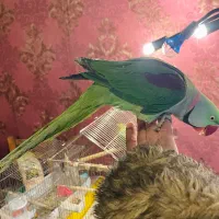 جفت شاه طوطی ملنگو مولد سالم سالم|پرنده|تهران, تهرانپارس شرقی|دیوار