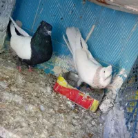 سینه ای و طوقی نرمادع پاک پاک