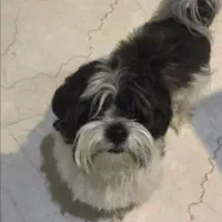 سگ شیتزو عروسکی