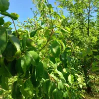 فروش باغچه دور دیوار|فروش خانه و ویلا|مشهد, کارده|دیوار