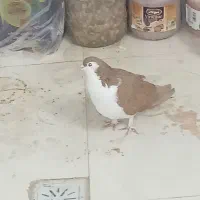 کفتر،کبوترساده زردکرمونی