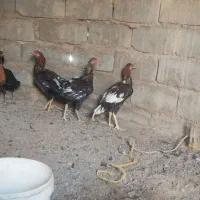 خروس لاری اصل