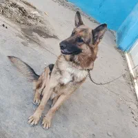 سگ ژرمن|سگ|گناباد, |دیوار