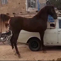 فروش تعدادی اسب