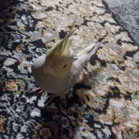 عروس هلندی فقط  معامله  داره