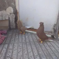 کفتر دم سفید