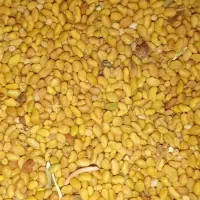 بذر یونجه مناسب برای کاشت