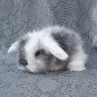 توله خرگوش لوپ عروسکی (همه رنگ)|موش و خرگوش|اهواز, پادادشهر|دیوار