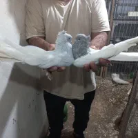 پرنده.کبوتر