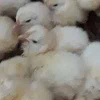 پر مرغ