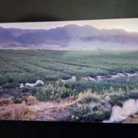 اجازه-15هکتار-زمین-محصول-پیاز-سیب-زمینی-برنج