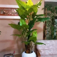 پخش عمده و تک به قیمت عمده انواع درختچه مصنوعی