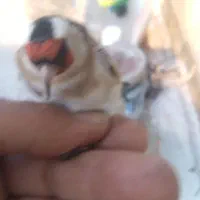 دوعدد سهره ماده دونه ای هشت صد هزار تومان|پرنده|میاندوآب, |دیوار