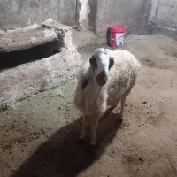 ۱۸ملیون|حیوانات مزرعه|حسین آباد, |دیوار