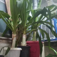 گل سوسن