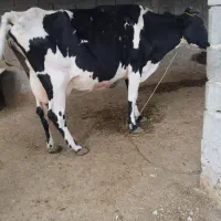 فروش دو گاو شیری با گوساله|حیوانات مزرعه|لامرد, |دیوار