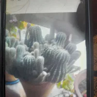 کاکتوس زیبا