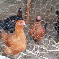 فروش مرغ محلی