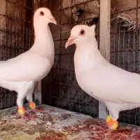 کبوتر دم زرد ، کبوتر دم سرخ ، کبوتر دم کِرِم