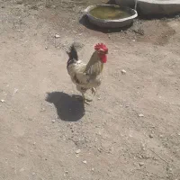یک عددخروس محلی