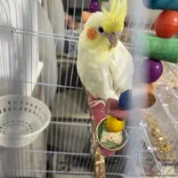 عروس هلندی