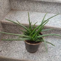 فروش گلها|گل و گیاه طبیعی|مراغه, |دیوار