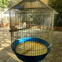 قفس پرنده