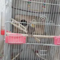 یک جفت عروس هلندی|پرنده|دهگلان, |دیوار