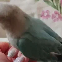 طوطی برزیلی