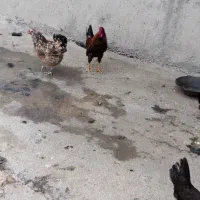 فروش کلی تکی ندارم