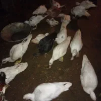چندتا اردک اسرائیلی نر وماده